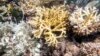 Florida Keys Coral Reefs Already Bleaching as Water Temperatures Soar, Experts Say 