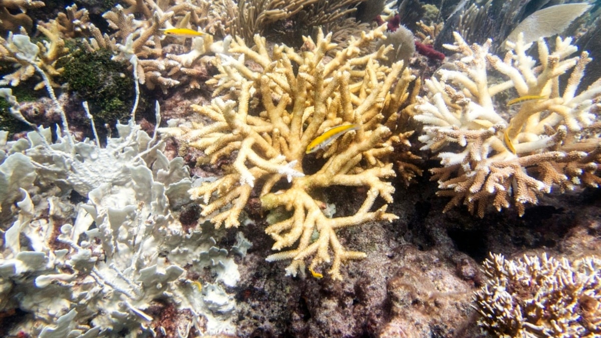 Florida Keys coral reefs are already bleaching due to rising water temperatures, experts say