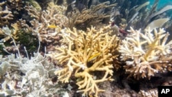 FILE - This photo provided by the University of Miami Coral Reef Futures Lab shows fire coral and staghorn corals with bleaching, tissue loss and recent mortality on July 20, 2023, in the North Dry Rocks Reef off the coast of Key Largo, Florida.