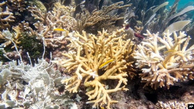 FILE - This photo provided by the University of Miami Coral Reef Futures Lab, shows fire coral and staghorn corals with bleaching, tissue loss, and recent mortality on July 20, 2023, in the North Dry Rocks Reef off the coast of Key Largo, Fla.