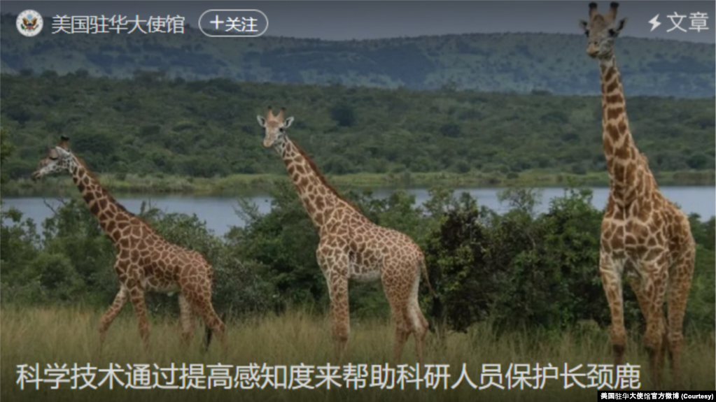 美国驻华大使馆官方微博2月2日发表的科学家们如何利用科学技术保护长颈鹿的文章附图。(photo:VOA)