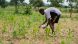 FILE - A farmer applies fertilizer on maize outside Kano, Nigeria, July 14, 2023. A $2.5 billion fund announced at COP28 is expected to help small farmers dealing with the impact of climate change. 