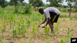 FILE - A farmer applies fertilizer on maize outside Kano, Nigeria, July 14, 2023. A $2.5 billion fund announced at COP28 is expected to help small farmers dealing with the impact of climate change. 