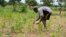 FILE - A farmer applies fertilizer on maize outside Kano, Nigeria, July 14, 2023. A $2.5 billion fund announced at COP28 is expected to help small farmers dealing with the impact of climate change. 