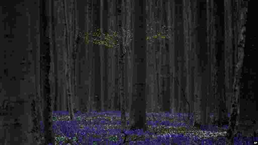 Сините ѕвона, познати и како див зумбул, се гледаат како цветаат во шумата Халербос во Хале, Белгија.
