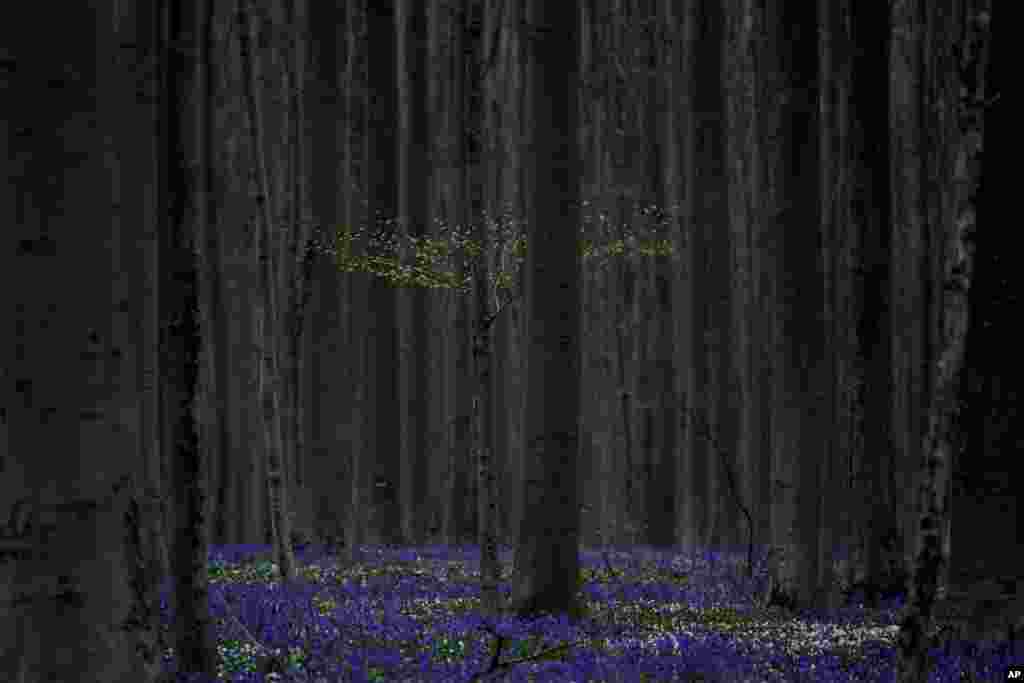 Bluebells, also known as wild hyacinth, are seen blooming in the Hallerbos forest in Halle, Belgium.
