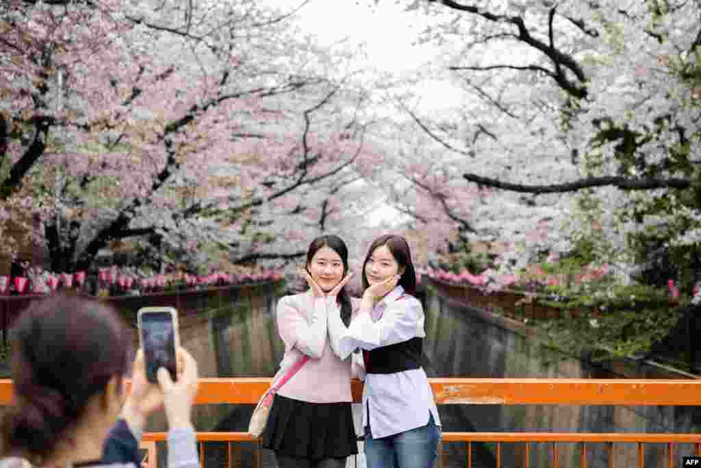 People have their photographs taken under cherry blossoms in Tokyo.