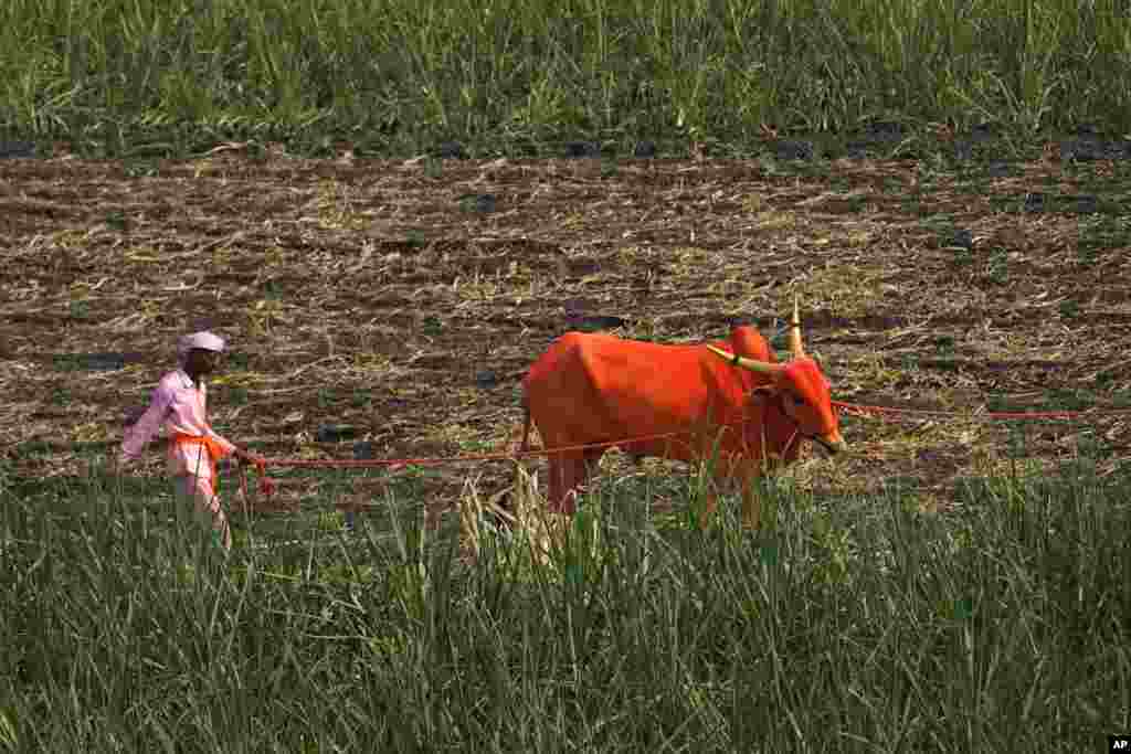 Човек се враќа со своето светло обоен бик по учеството на фестивалот Багад Рат Јатра во селото Сурур во областа Сатара во Махараштра, Индија, 12 април 2023 година. 