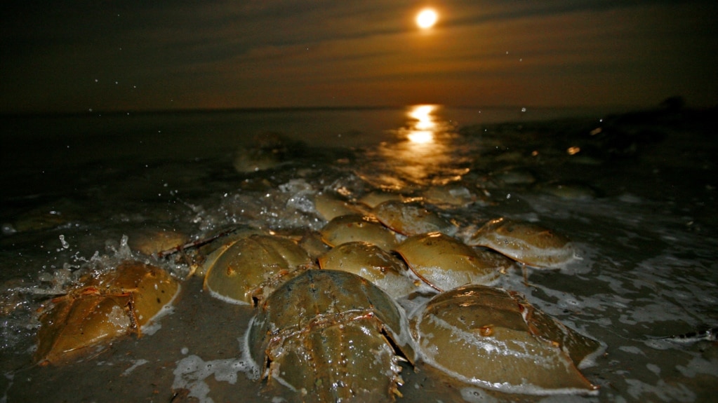 Groups Seek US Endangered Protection for Horseshoe Crabs