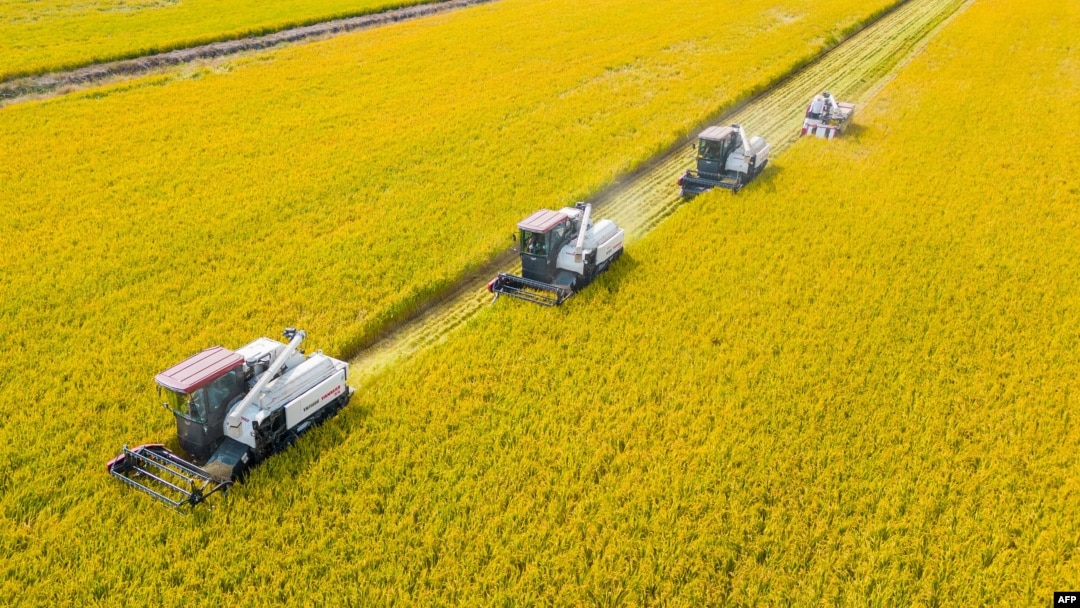 FILE - This aerial photo taken on Oct. 24, 2023, shows combines harvesting rice in Nantong, China's eastern Jiangsu province. Global food prices fell from record highs in 2022, but rice and sugar were two commodities that rose. 