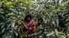 FILE - A worker picks avocados from a tree in an orchard at the Afrupro avocado plantation in Tzaneen, South Africa, March 10, 2021.