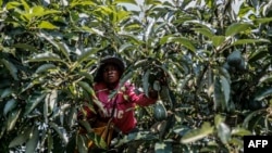 FILE - A worker picks avocados from a tree in an orchard at the Afrupro avocado plantation in Tzaneen, South Africa, March 10, 2021.