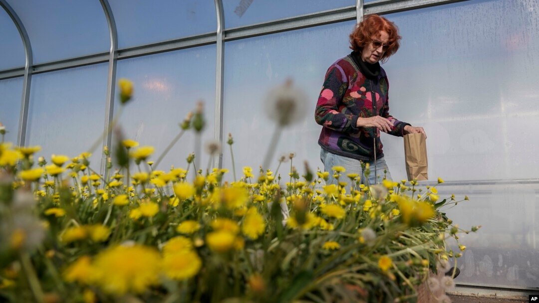 Katrina Cornish, profesor di Ohio State University yang mempelajari alternatif karet, memanen benih karet dandelion di dalam rumah kaca, Selasa, 6 Februari 2024, di Wooster, Ohio. (AP/Joshua A. Bickel)