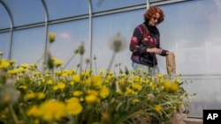 Katrina Cornish, profesor di Ohio State University yang mempelajari alternatif karet, memanen benih karet dandelion di dalam rumah kaca, Selasa, 6 Februari 2024, di Wooster, Ohio. (AP/Joshua A. Bickel)