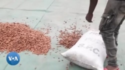 Cameroun : la production de cacao en baisse dans le Sud-Ouest