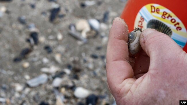 A volunteer holds a shell during a count in Middelkerke, Belgium, March 25, 2023.