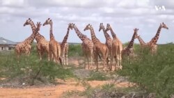 Немилосрдниот лов ги десеткува ретките жирафи во Кенија