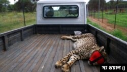 ভারতের মধ্যপ্রদেশে কুনো জাতীয় উদ্যানে থামছে না চিতা মৃত্যু, এবার ট্রমাটিক শকে মৃত চিতা তেজস