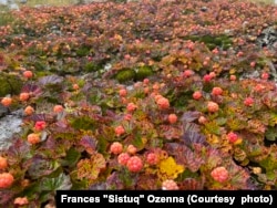 During the brief summer on Little Diomede Island, salmonberries grow in great profusion, along with the so-called "Alaska potato" and a variety of edible greens. potato.