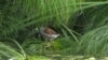 Aves en peligro de extinción anidan en cultivos de flores en Colombia 