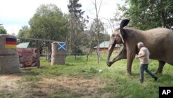 Bubi, gajah Afrika betina di cagar alam Thuringia, Jerman tengah, menendang bola ke arah gawang di Starkenberg, Jerman, Kamis 13 Juni 2024. Gajah "peramal" ini memprediksi Jerman akan menang melawan Denmark dalam pertandingan Euro 2024. (David Breidert/dpa melalui AP)