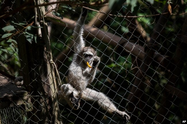 A northern muriqui monkey eats a banana while in a protected area of forest, in Lima Duarte, Minas Gerais state, on May 6, 2023.. (AP Photo/Bruna Prado)