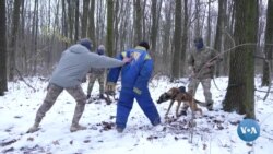 Jangovar missiyalar uchun tayyorlanayotgan itlar