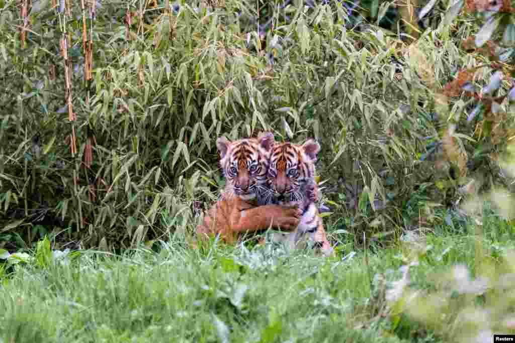 Two critically endangered female Sumatran tiger cubs,&nbsp;Alif and Raya, are pictured as they emerge from their den for the very first time, at Chester Zoo, Cheshire, Britain in this recent handout image obtained by Reuters on April 4, 2023. (Chester Zoo/Handout via Reuters)