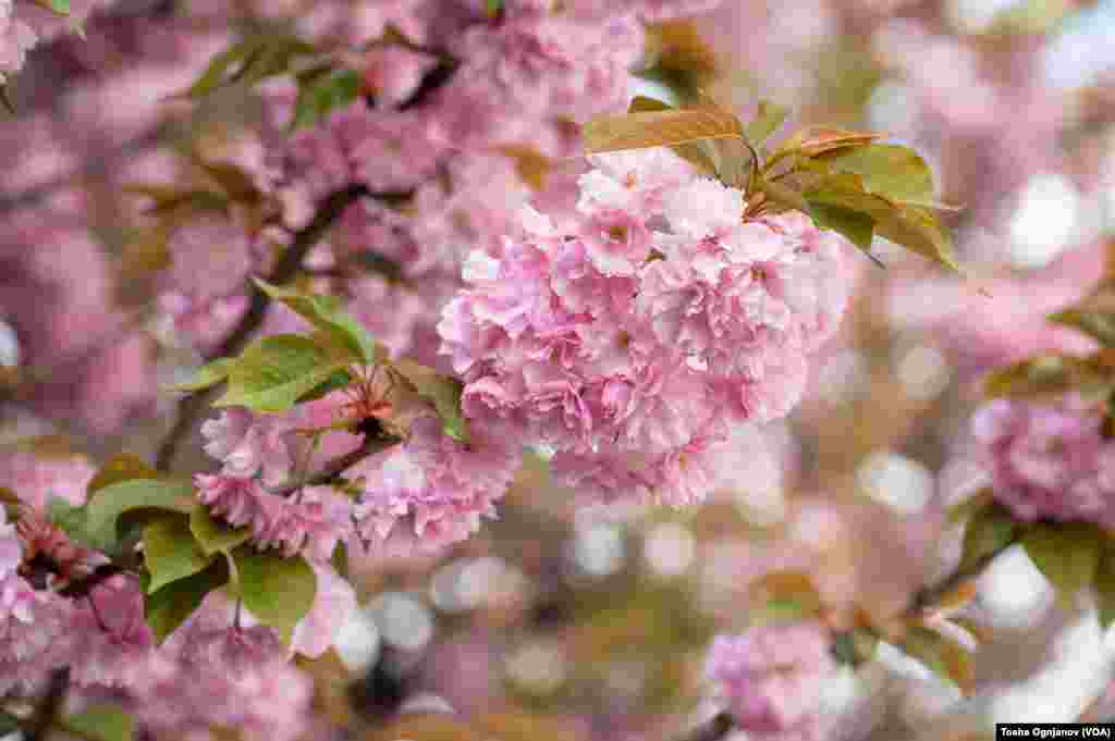 Cherry Blossom in Skopje