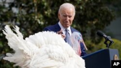 Presiden AS Joe Biden mengampuni kalkun Thanksgiving nasional tahun ini, Liberty, dalam upacara pengampunan di Gedung Putih, Washington, D.C., 20 November 2023. (ANDREW Caballero-REYNOLDS / AFP)