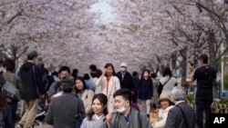 FILE - People walk under a canopy of cherry blossoms April 2, 2023, in Kamakura, near Tokyo, Japan.