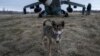 A dog licks its nose in front of a Ukrainian Mi-24 combat helicopter in Donetsk region, Ukraine, March 18, 2023. 