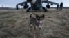 A dog licks its nose in front of a Ukrainian Mi-24 combat helicopter in Donetsk region, Ukraine, March 18, 2023. 