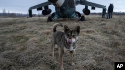 A dog licks its nose in front of a Ukrainian Mi-24 combat helicopter in Donetsk region, Ukraine, March 18, 2023. 