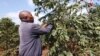 Kenya Coffee Farmer - TV Thumbnail 