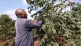 Kenya Coffee Farmer - TV Thumbnail 