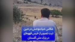 عکاس حیات‌وحش در حین ثبت تصویر از خرس قهوه‌ای در پارک ملی گلستان