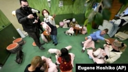 Customers play with micro pigs at a mipig cafe on Jan. 24, 2024, in Tokyo. The pigs, a miniature breed, moved about the room, looking for a cozy lap to cuddle up. Customers pay $15 for the first 30 minutes and a reservation is required. (AP Photo/Eugene Hoshiko)