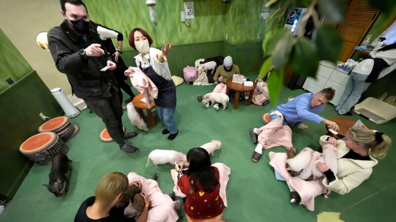 Japan’s Cafés Where People Can Pet Pigs