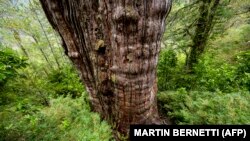 Detil pohon 'Alerce Milenario' atau pohon 'Kakek Buyut' yang sedang dalam proses pengukuhan sebagai pohon tertua di dunia, di Taman Nasional Alerce Costero, di Valdivia, Chili, 10 April 2023. (Foto: Martin Bernetti/AFP)
