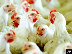 اقوام متحدہ کی ایک رپورٹ کے مطابق 2020 میں دنیا بھر میں 33 ارب مرغیاں پیدا ہوئیں تھیں۔