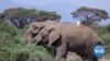 Elephant Conservation Helping Fight Climate Change in Africa