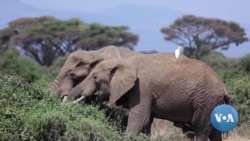 Elephant Conservation Helping Fight Climate Change in Africa