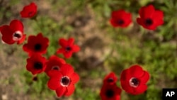 Anemone wildflowers bloom in Reim, southern Israel, Feb. 12, 2024.