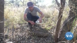 From Peril to Paradise: A South African Pangolin Gets a New Start