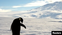 FILE - A foraging emperor penguin preens on snow-covered sea ice in Antarctica, Dec. 9, 2006. 