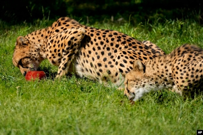 Cheetahs eat frozen bloodcicles at the Phoenix Zoo, Tuesday, June 27, 2023, in Phoenix.