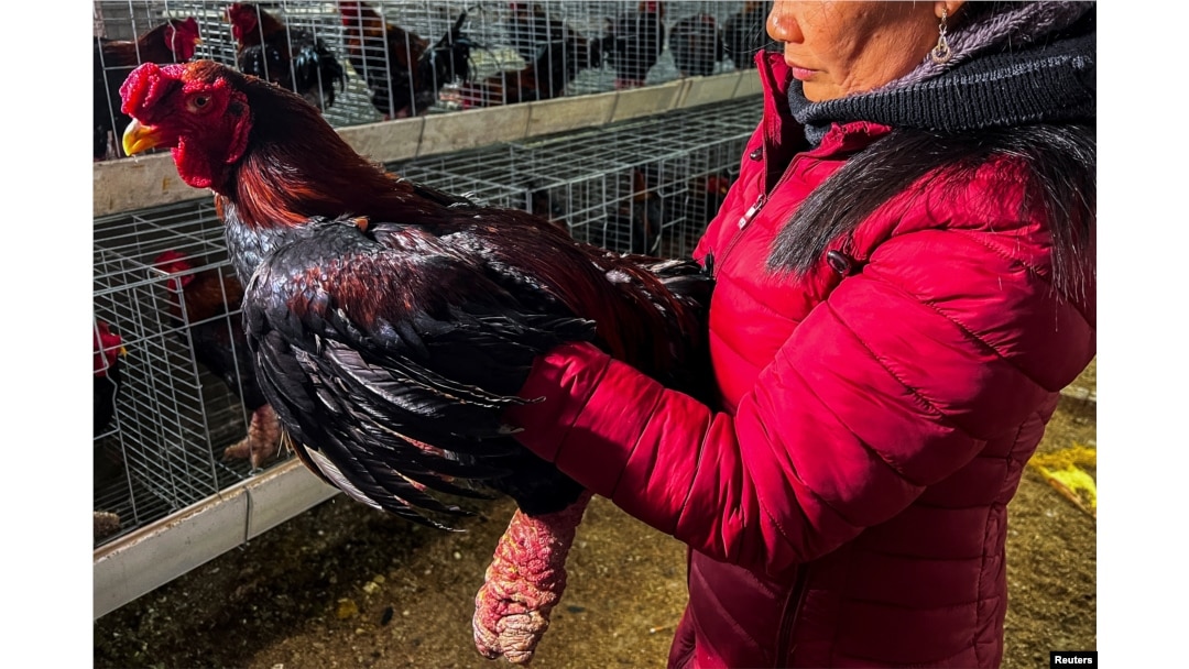 Seorang perempuan memegang ayam Dong Tao, yang juga dikenal sebagai "Ayam Naga", di desa Dong Tao, di provinsi Hung Yen, Vietnam, 31 Januari 2024. (REUTERS/Minh Nguyen)