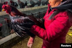 Seorang perempuan memegang ayam Dong Tao, yang juga dikenal sebagai "Ayam Naga", di desa Dong Tao, di provinsi Hung Yen, Vietnam, 31 Januari 2024. (REUTERS/Minh Nguyen)