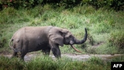 FILE - A wild elephant is seen at Langoue Bai near Makokou, Gabon, April 26, 2019. Farmers in the border regions of Cameroon, Gabon and Equatorial Guinea are struggling to fight off wild elephants destroying their crops, in some cases forcing farmers off their land.
